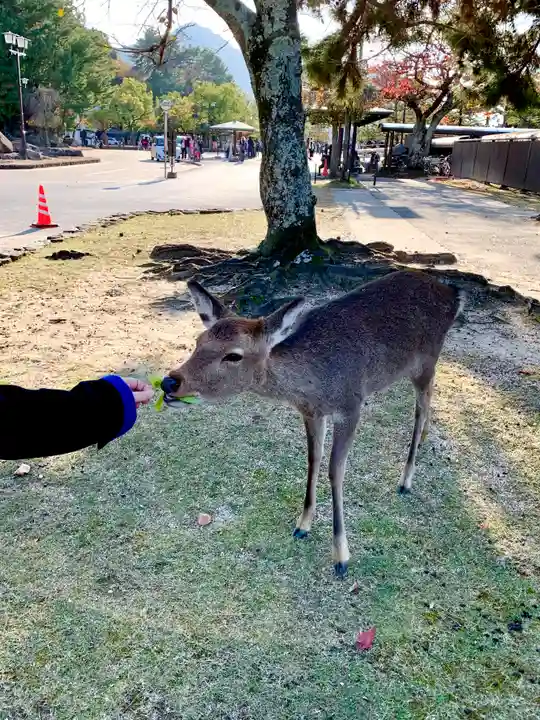 厳島神社(広島県)
