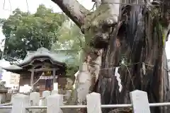 阿邪訶根神社の自然