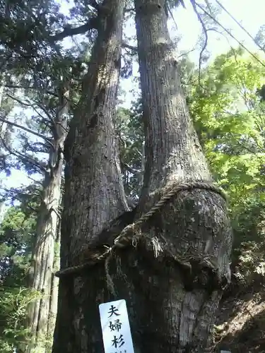 玉置神社の自然