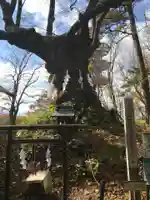 しなの木神社の自然