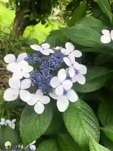 石内のお大師さん 金剛院(広島県)(2023年06月23日(金) 19時58分51秒投稿)