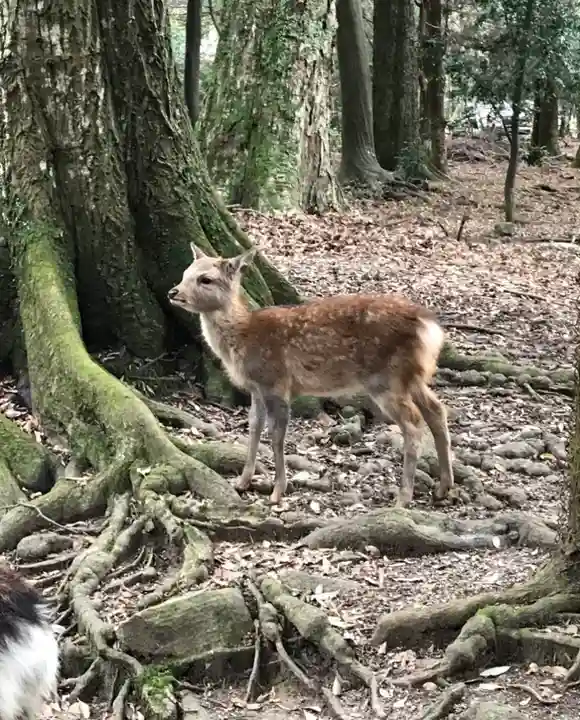 春日大社の動物