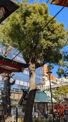神田神社（神田明神）の自然