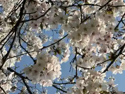 武蔵一宮氷川神社の{uncategorized: "未分類", other: "その他", undefined: "問題あり", building: "その他建物", grave: "お墓", sacred_gate: "鳥居", guardian: "狛犬", statue: "像", buddha: "仏像", history: "歴史", nature: "自然", garden: "庭園", animal: "動物", pagoda: "塔", temizu: "手水舎", mountain_gate: "山門・神門", sanctuary: "本殿・本堂", subordinate: "末社・摂社", art: "芸術", scenery: "景色", jizo: "地蔵", ema: "絵馬", goshuin: "御朱印", omikuji: "おみくじ", items: "授与品その他", amulet: "お守り", goshuincho: "御朱印帳", eats: "食事", festival: "お祭り", votive_dance: "神楽", shichigosan: "七五三参", wedding: "結婚式", experience: "体験その他", initially: "初詣", around: "周辺", anti_infection: "感染症対策"}