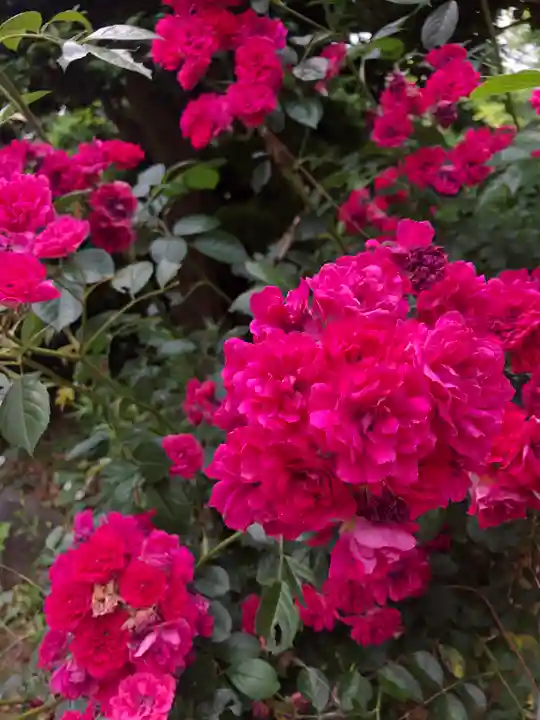 東蕗田天満社の自然