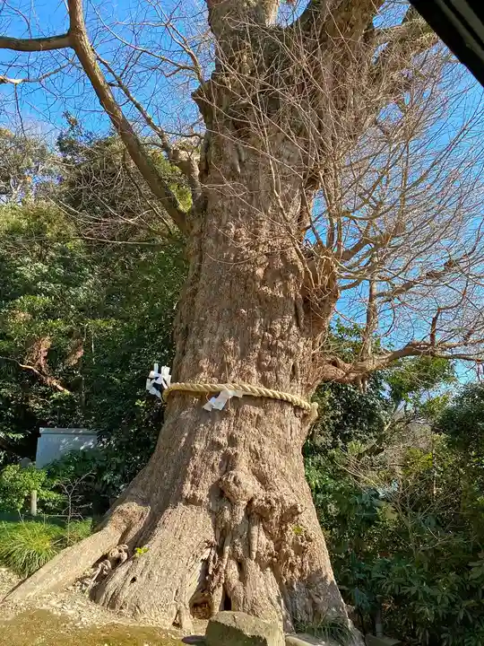 荏柄天神社の自然