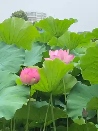 寛永寺不忍池弁天堂の庭園