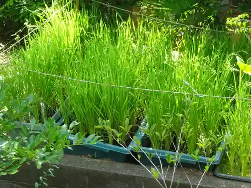 横浜御嶽神社の自然