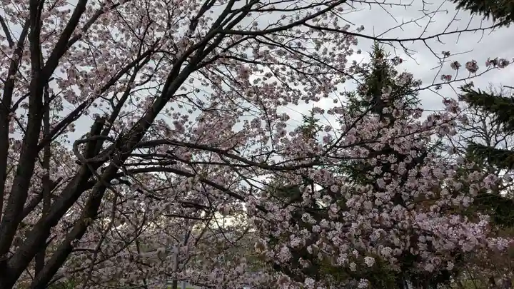 上川神社の自然