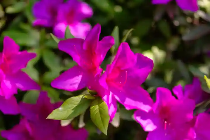石見国一宮 物部神社(島根県)