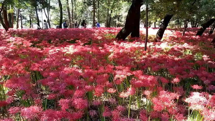 高麗神社の周辺