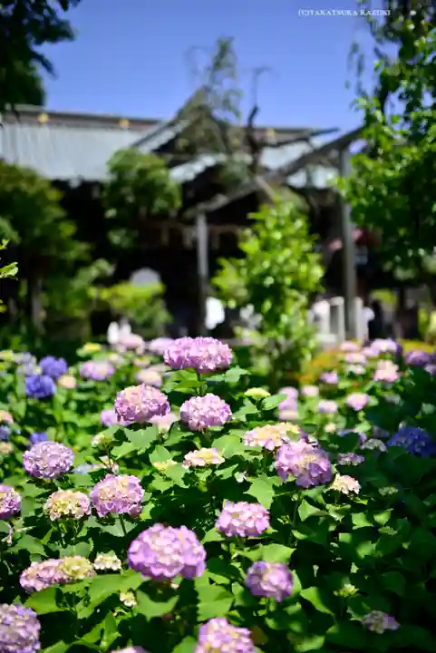 白山神社(東京都)