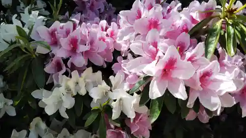 菊田神社の自然