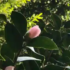 鹿島大神宮の自然