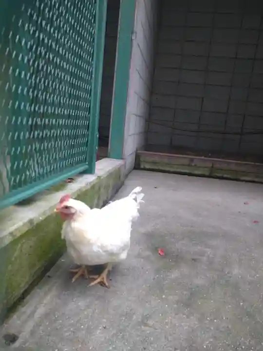 阿智神社の動物