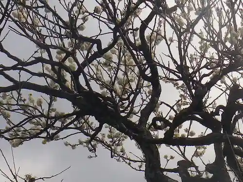 鶴岡八幡宮の自然