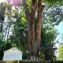 久能山東照宮の自然