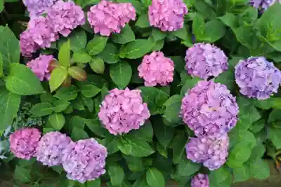 白山神社(東京都)