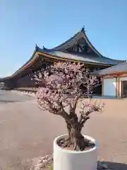 蓮華王院（三十三間堂）(京都府)