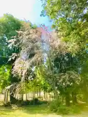 岡見八坂神社の自然