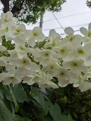 白幡八幡神社(神奈川県)