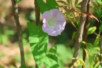 阿久津「田村神社」（郡山市阿久津町）旧社名：伊豆箱根三嶋三社の自然