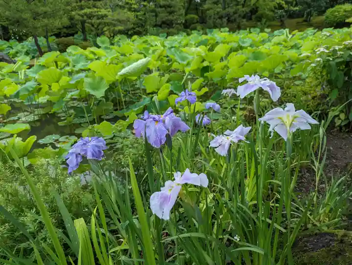 法金剛院(京都府)