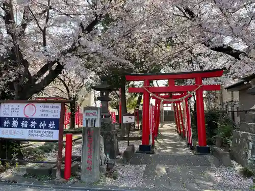 於菊稲荷神社の鳥居