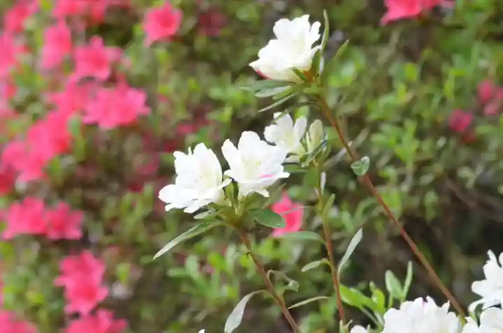 塩船観音寺(東京都)