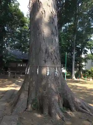 八王子神社の自然