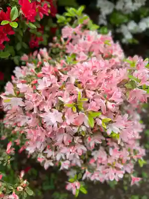 根津神社(東京都)