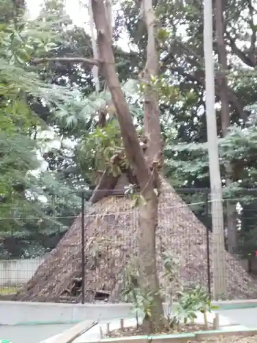 代々木八幡宮の自然