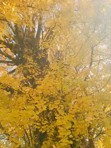 飛木稲荷神社の自然