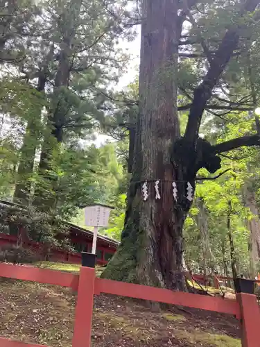 日光二荒山神社の自然