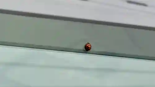 川村稲荷神社(北海道)