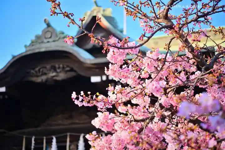 桜神宮(東京都)