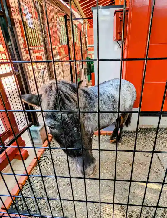神田神社(神田明神)の動物