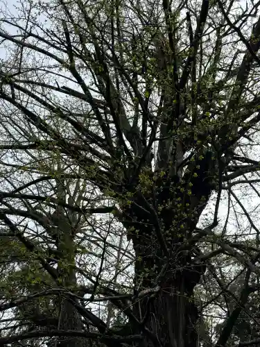 赤坂氷川神社の{uncategorized: "未分類", other: "その他", undefined: "問題あり", building: "その他建物", grave: "お墓", sacred_gate: "鳥居", guardian: "狛犬", statue: "像", buddha: "仏像", history: "歴史", nature: "自然", garden: "庭園", animal: "動物", pagoda: "塔", temizu: "手水舎", mountain_gate: "山門・神門", sanctuary: "本殿・本堂", subordinate: "末社・摂社", art: "芸術", scenery: "景色", jizo: "地蔵", ema: "絵馬", goshuin: "御朱印", omikuji: "おみくじ", items: "授与品その他", amulet: "お守り", goshuincho: "御朱印帳", eats: "食事", festival: "お祭り", votive_dance: "神楽", shichigosan: "七五三参", wedding: "結婚式", experience: "体験その他", initially: "初詣", around: "周辺", anti_infection: "感染症対策"}