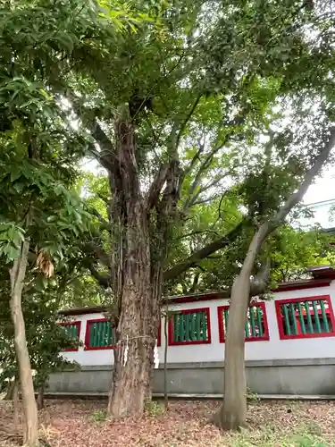 富岡八幡宮の自然