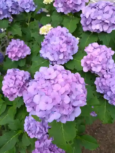 妙法寺(東京都)