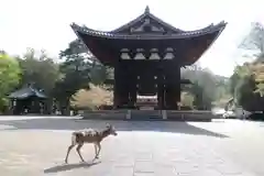 東大寺鐘楼の動物