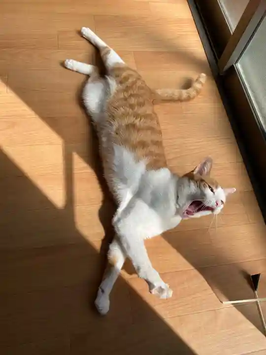 感田神社の動物