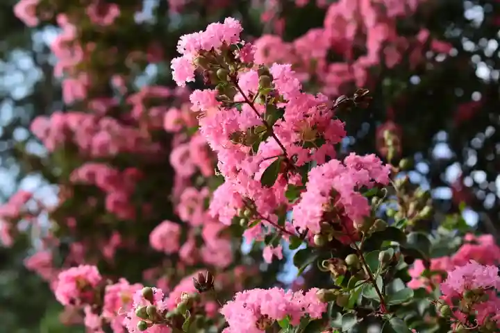 三津厳島神社(愛媛県)