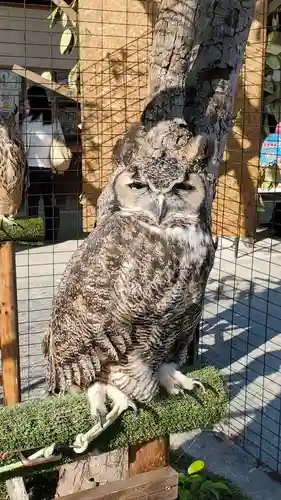 宮地嶽神社の動物