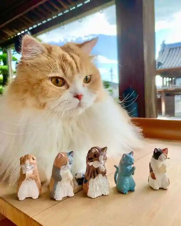 西教寺(下松駅徒歩5分)の動物