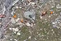 伊香具神社(滋賀県)