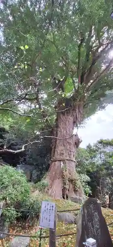 荏柄天神社(神奈川県)