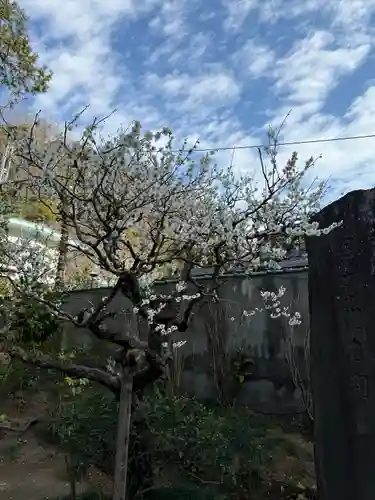 明月院(神奈川県)