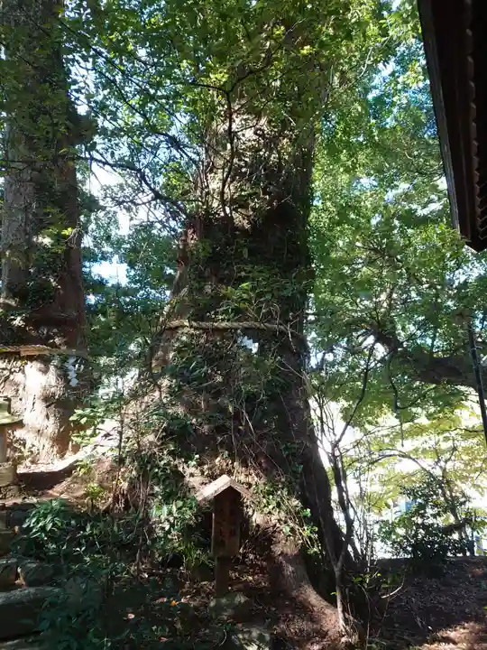 今宮神社の自然