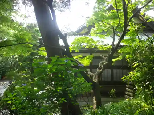 妙本寺の庭園